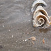 Leah Shell Photo 17