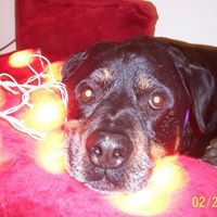 Gilbert Newman Photo 13