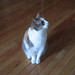 Shirley Chase Photo 31