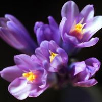 Anne Sherman Photo 28