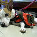 Ginger Tanner Photo 18
