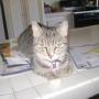 Lola Cook Photo 22