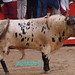 Luis Osborne Photo 10