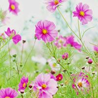 Chinh Pham Photo 27