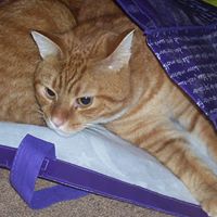 Frankie Jewell Photo 8