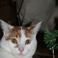 George Davison Photo 31