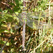 Milton Hunt Photo 14