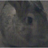 Paul Meadows Photo 33