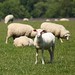 Shawn Lamb Photo 6
