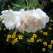 Barbara Rosa Photo 25