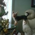 Joyce Howell Photo 18