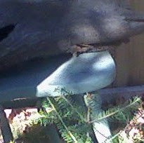 Lois Jenkins Photo 22