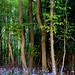 Adam Woods Photo 22