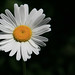 Michelle Bellis Photo 5