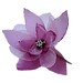 Ruby Cherry Photo 5