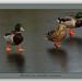 Donald Winter Photo 27