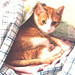 Spencer Peek Photo 9