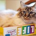Candace Furry Photo 4