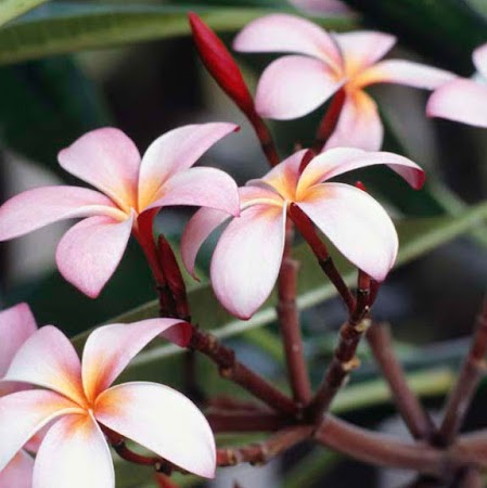 Colleen Adams Photo 46