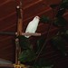 Heidi Weis Photo 9
