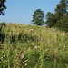 Virginia Meadows Photo 14