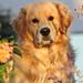 Ivor Mills Photo 10