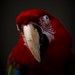 Ricky Wing Photo 12