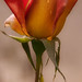 Rose Wise Photo 17