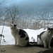 Michael Gatto Photo 23