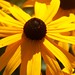 Susan Stranges Photo 10