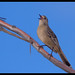 Robin Southern Photo 16