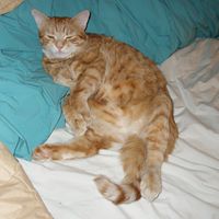 Suzi Reynolds Photo 7