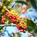 Holly Berry Photo 15