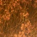 Cherry Sparks Photo 8