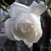 Melissa Rose Photo 19