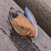 Rebecca Shell Photo 22