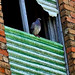 Debra Allen Photo 19