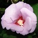 Sharon Hendricks Photo 15