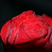 Misty Rose Photo 16