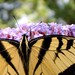 Judith Bush Photo 15
