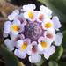 Malcolm Flowers Photo 8
