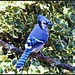 Jay Conner Photo 1