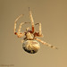 Kenneth Weaver Photo 24