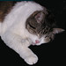 Maggie Sweet Photo 12