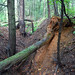 Bradley Forest Photo 3