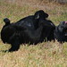 Joy Shelby Photo 13