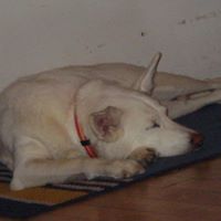 Susan Greenough Photo 4