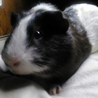 Clara Poole Photo 6