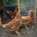 Sheila Wells Photo 35
