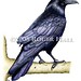 Nicholas Raven Photo 8